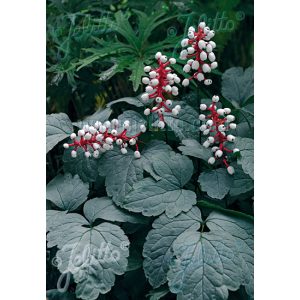 Actaea pach. Silver Leaf - Poloskavész