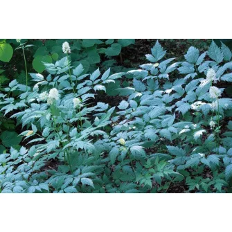 Poloskavész (Actaea)