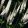 Actaea racemosa (=Cimicifuga) - Poloskavész