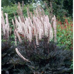 Actaea ramosa Pink Spike - Poloskavész