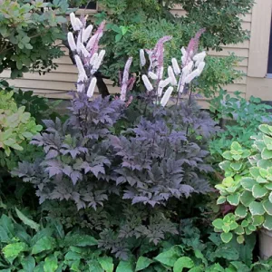 Actaea simplex Black Negligee - Poloskavész