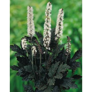 Actaea simplex Brunette - Poloskavész