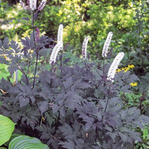 Actaea simplex Hillside Black Beauty - Poloskavész