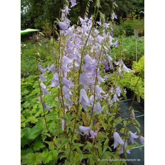 Csengettyűvirág (Adenophora)