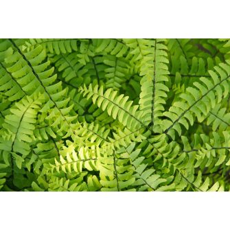 Vénuszforodrka (Adiantum)