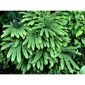 Vénuszforodrka (Adiantum)