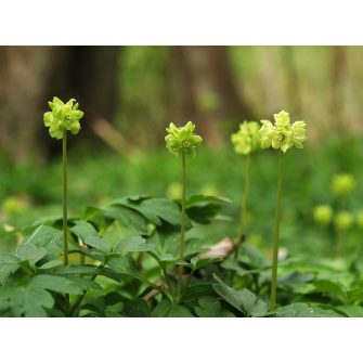 Pézsmaboglár (Adoxa)