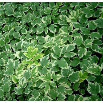 Podografű (Aegopodium)