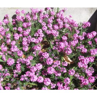 Sulyoktáska (Aethionema)