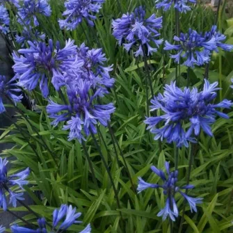 Szerelemvirág (Agapanthus)