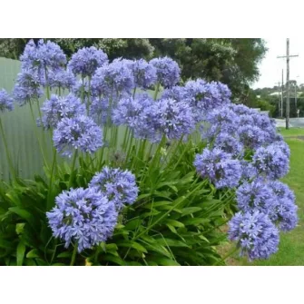 Szerelemvirág (Agapanthus)