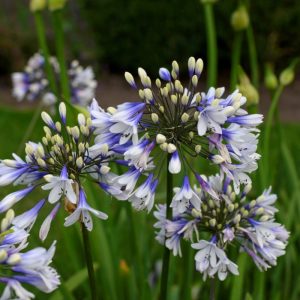 Agapanthus africanus Twister - Szerelemvirág