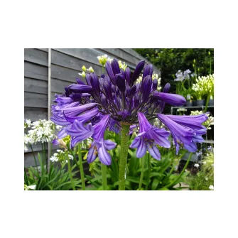 Szerelemvirág (Agapanthus)