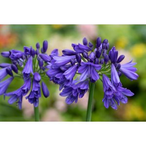 Agapanthus Blue Thunder - Szerelemvirág