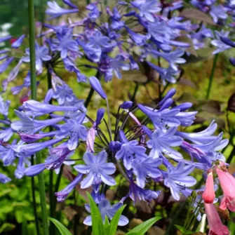 Szerelemvirág (Agapanthus)