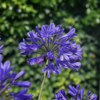 Szerelemvirág (Agapanthus)