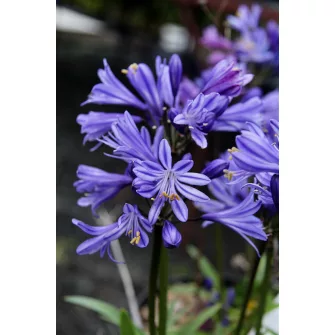 Szerelemvirág (Agapanthus)