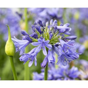 Agapanthus Ever Sapphire - Szerelemvirág