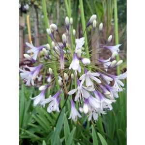 Agapanthus Fireworks - Szerelemvirág