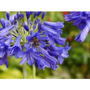 Agapanthus Flower of Love - Szerelemvirág