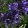 Agapanthus Navy Blue - Szerelemvirág