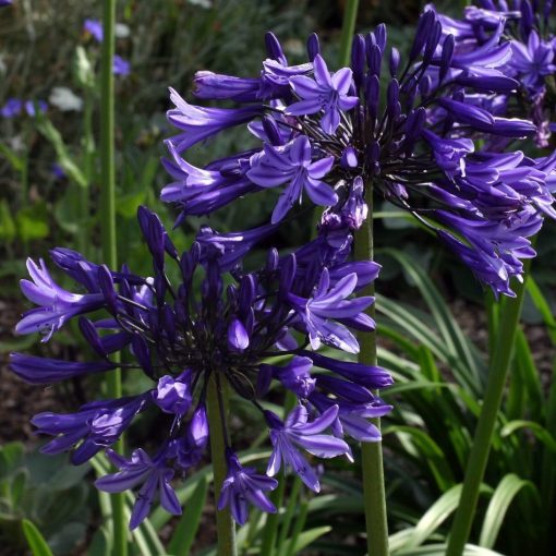 Agapanthus Navy Blue - Szerelemvirág