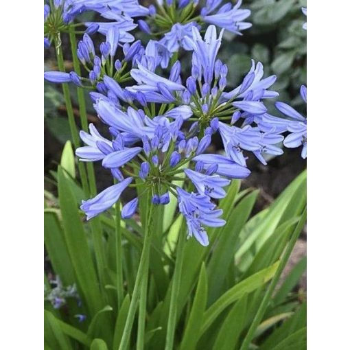 Agapanthus Pitchoune Blue - Szerelemvirág