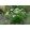 Agapanthus Pitchoune White - Szerelemvirág