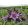 Agapanthus Poppin Purple - Szerelemvirág