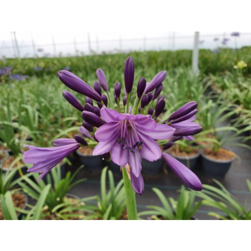 Agapanthus Poppin Purple - Szerelemvirág