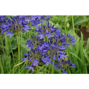 Agapanthus Sandringham - Szerelemvirág