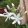 Agapanthus Thumbelina - Szerelemvirág