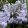 Agapanthus Windsor Grey - Szerelemvirág