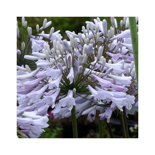 Agapanthus Windsor Grey - Szerelemvirág