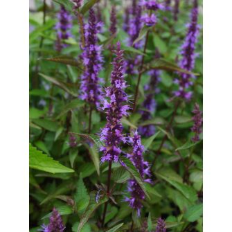 Izsópfű (Agastache)