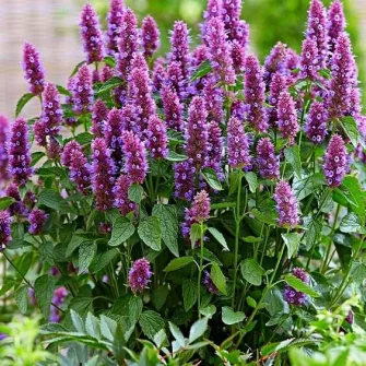 Izsópfű (Agastache)