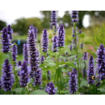 Izsópfű (Agastache)