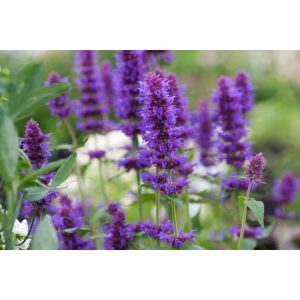 Agastache Blue Boa - Izsópfű