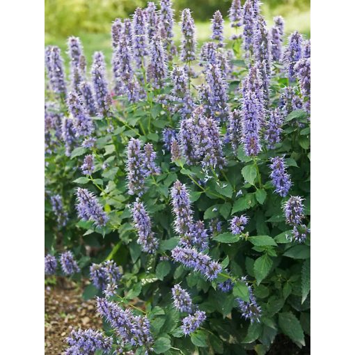 Agastache Blue Fortune - Izsópfű