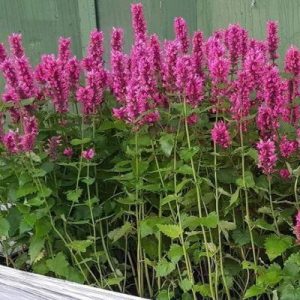 Agastache Danish Delight - Izsópfű