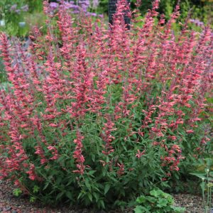 Agastache Fleur - Izsópfű