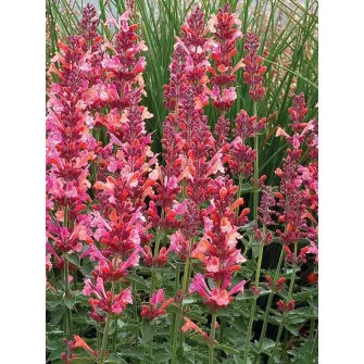 Izsópfű (Agastache)