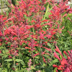 Agastache Kudos Coral - Izsópfű