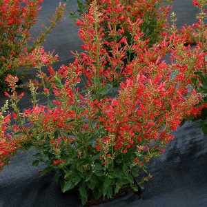 Agastache Kudos Red - Izsópfű