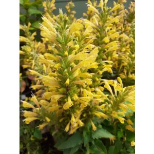 Agastache Kudos Yellow - Izsópfű