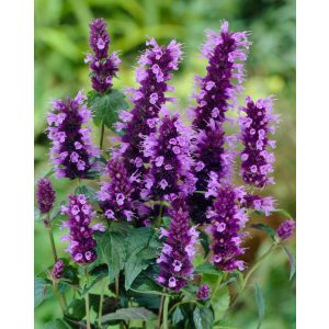 Agastache Little Black Adder - Izsópfű