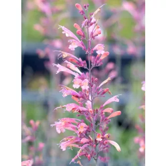 Izsópfű (Agastache)