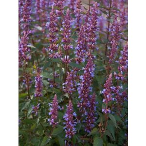 Agastache Purple Haze - Izsópfű
