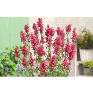 Agastache Red Fortune - Izsópfű