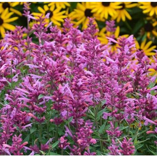 Agastache Rosie Posie - Izsópfű